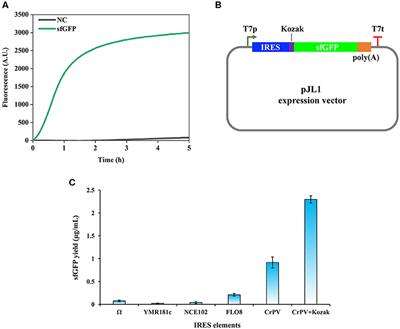 Establishing a Eukaryotic <mark class="highlighted">Pichia pastoris</mark> Cell-Free Protein Synthesis System